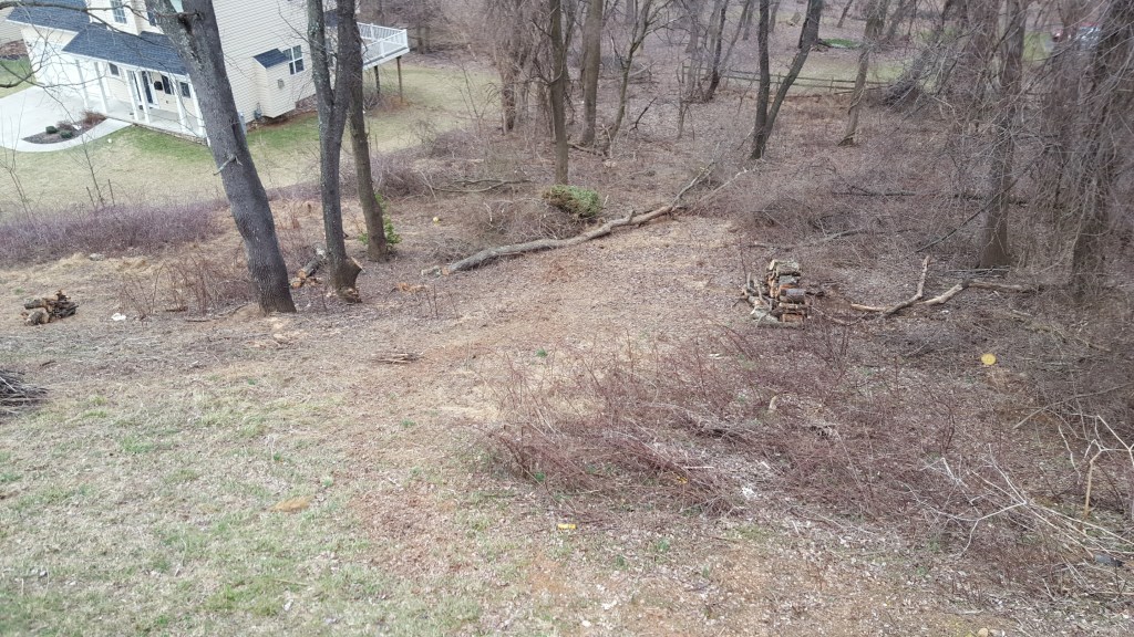 Bring Order from Chaos: Care for the&nbsp;Creation