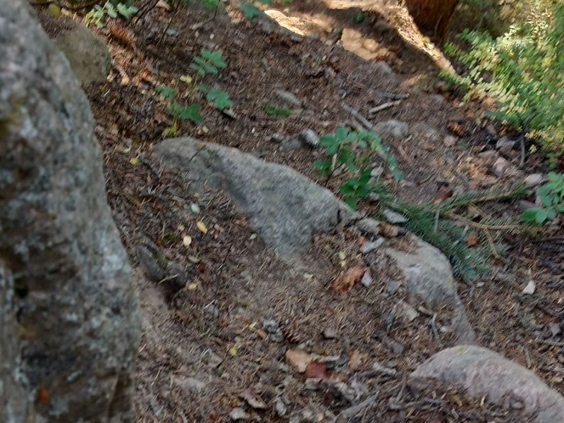 Going Forest Bathing